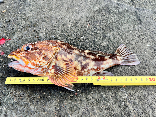 カサゴの釣果