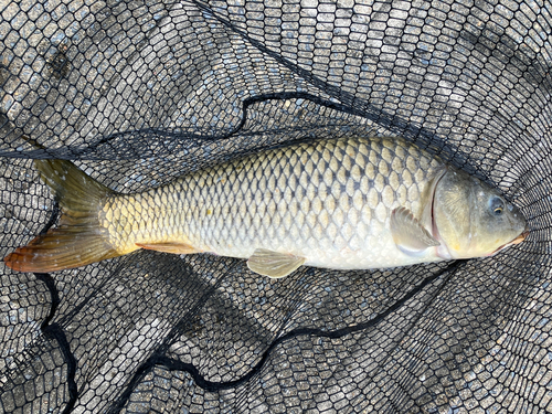 コイの釣果