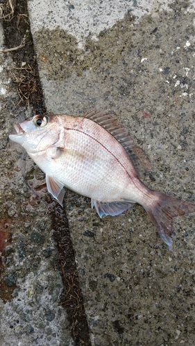 チャリコの釣果