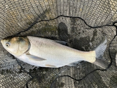 レンギョの釣果