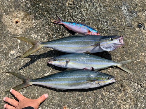 ツムブリの釣果