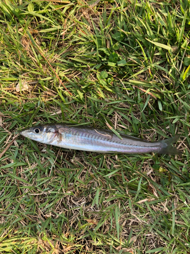 シロギスの釣果