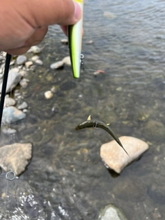 アユの釣果