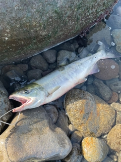 シロザケの釣果