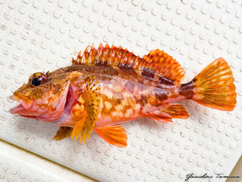 カサゴの釣果