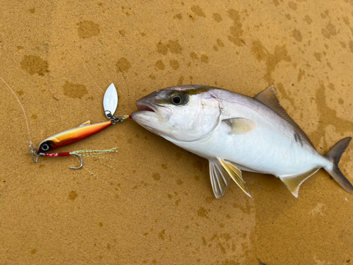 カンパチの釣果