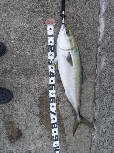 ブリの釣果