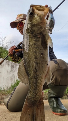 ブラックバスの釣果