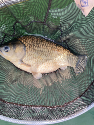 ヘラブナの釣果