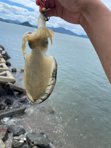 コウイカの釣果