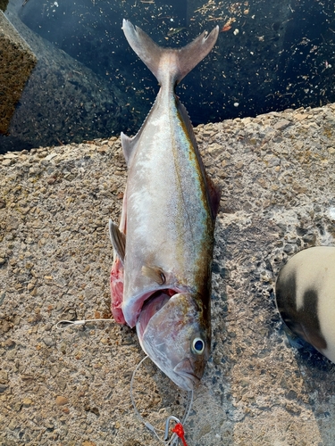 カンパチの釣果