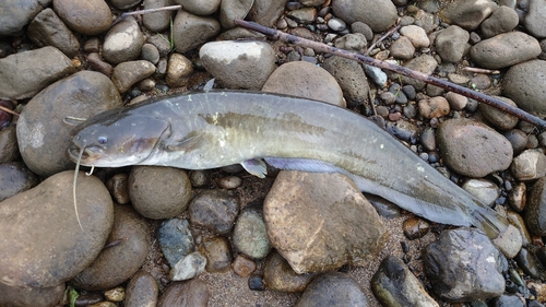 ナマズの釣果