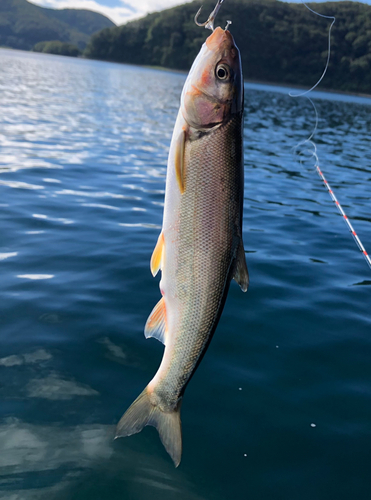 ウグイの釣果