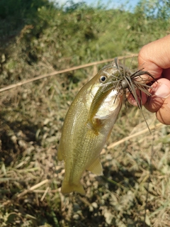 ラージマウスバスの釣果