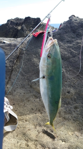 イナダの釣果