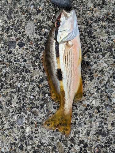 ヨコスジフエダイの釣果