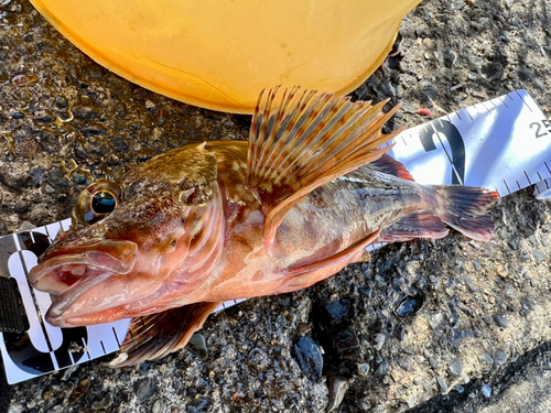 カサゴの釣果