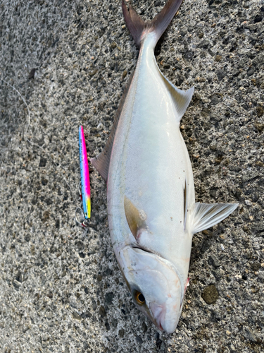 シオの釣果