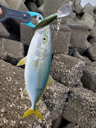 ヤズの釣果