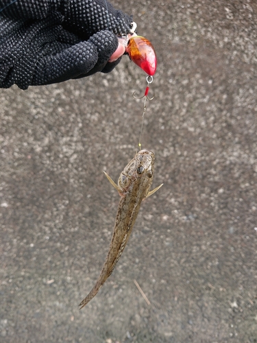 ハゼの釣果