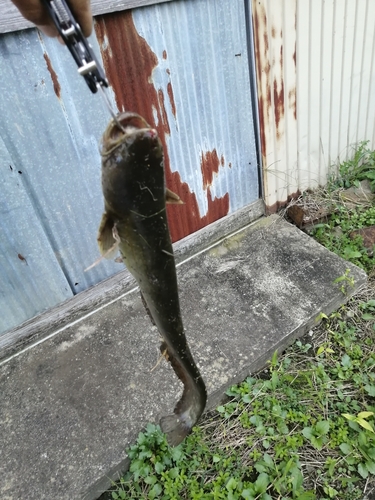 マナマズの釣果