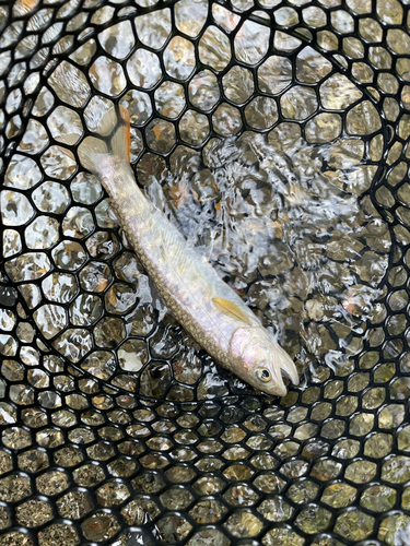 イワナの釣果