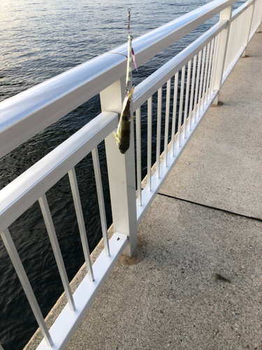 シロサバフグの釣果