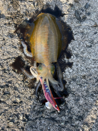 アオリイカの釣果