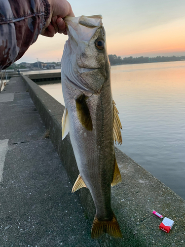 スズキの釣果