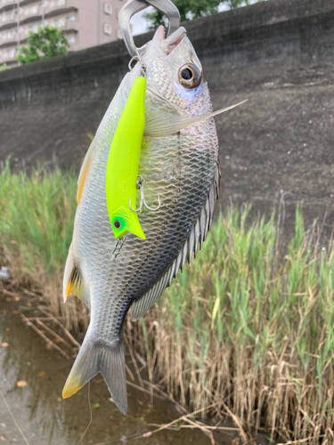 キチヌの釣果