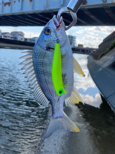 キチヌの釣果