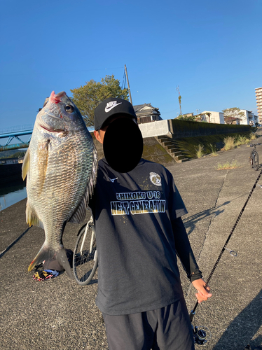 キチヌの釣果