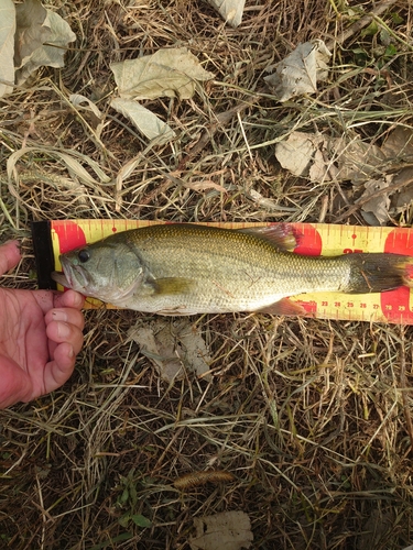 ワカサギの釣果