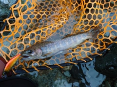 ニッコウイワナの釣果