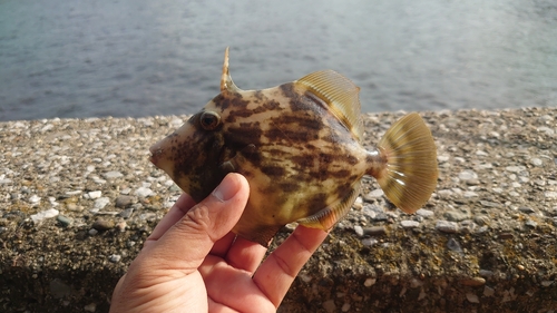 カワハギの釣果