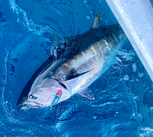 クロマグロの釣果