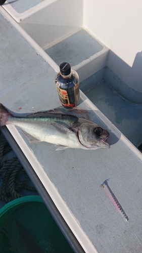 メダイの釣果