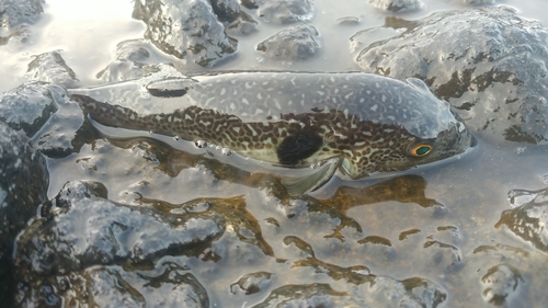 フグの釣果