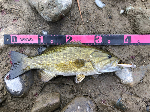 スモールマウスバスの釣果