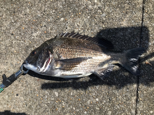 クロダイの釣果