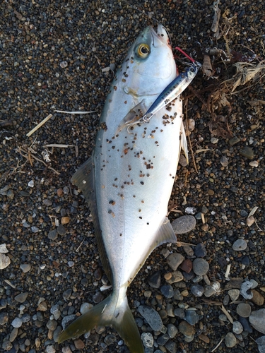 ワカシの釣果