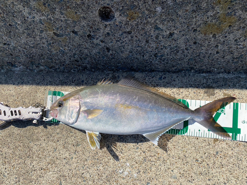 ショゴの釣果