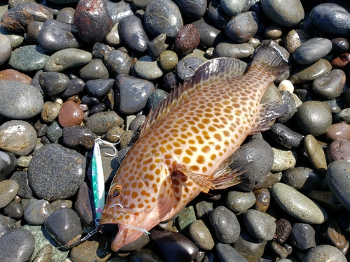 オオモンハタの釣果