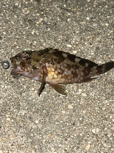 カサゴの釣果