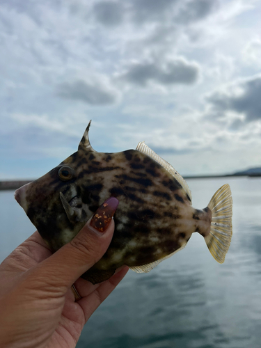 カワハギの釣果