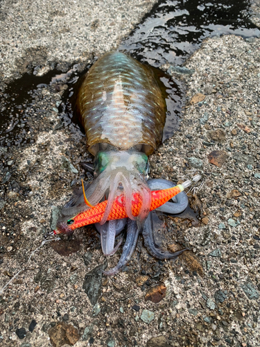 アオリイカの釣果