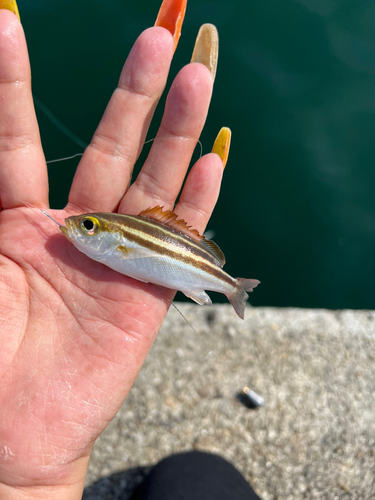 キンギョの釣果