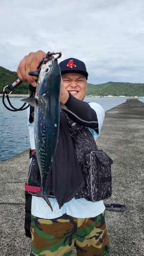 マルソウダの釣果