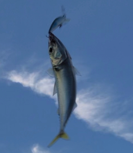 サバの釣果