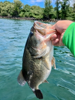 ブラックバスの釣果